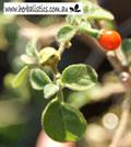 GALAPAGOS ISLAND PEPPER